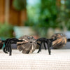 Creepy Spiders