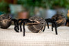 Creepy Spiders